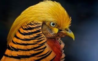 Картинка фазан, золотой, птица, птицы, животное, животные, макро, крупный план