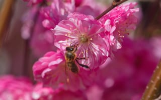 Картинка пчела, насекомое, насекомые, природа, цветение, цветущий, макро, крупный план