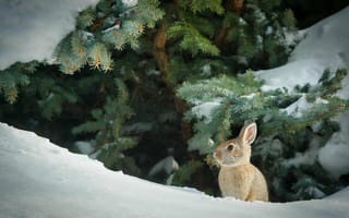 Картинка заяц, кролик, животные, животное, природа, лес, деревья, дерево, зима, снег
