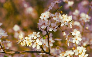 Картинка вишня, цветущий, сакура, цветок, цветение, весна, весенние, время года, сезоны, сезонные, природа