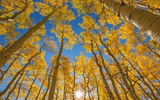 Картинка осень, осенние, время года, сезоны, сезонные, лес, деревья, дерево, природа, желтый, солнце