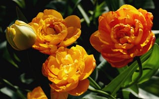 Картинка тюльпан, цветок, цветы, растение, растения, цветочный, оранжевый