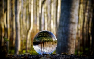 Картинка шар, стеклянный, отражение, лес, деревья, дерево, природа