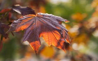 Картинка кленовый лист, лист, клен, осень, осенние, время года, сезоны, сезонные