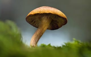 Картинка гриб, природа, мох