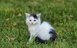 Картинка кот, кошки, кошка, кошачьи, домашние, животные, пушистый, трава, растение, котенок, маленький