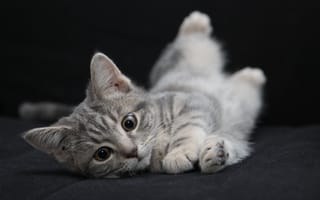 Картинка котенок, кот, маленький, кошки, кошка, кошачьи, домашние, животные, полосатый, серый