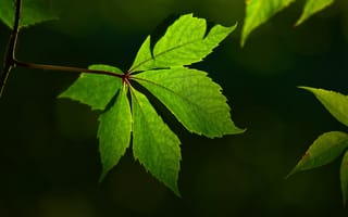 Картинка лист, растение, природа
