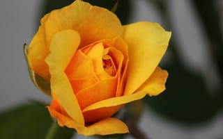 Картинка роза, цветок, цветы, растение, растения, цветочный, оранжевый, макро, крупный план