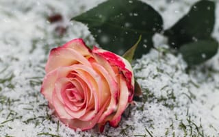 Картинка роза, цветок, цветы, растение, растения, цветочный, снег, зима