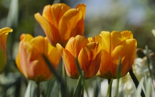 Картинка тюльпан, цветок, цветы, растение, растения, цветочный, оранжевый