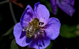 Картинка пчела, насекомое, насекомые, природа, цветок, цветущий, макро, крупный план