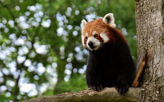 Картинка красная панда, малая панда, животное, животные, природа
