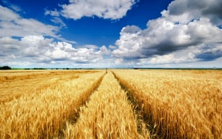 Картинка поле, природа, пшеница, колос, колосок, небо, облака, туча, облако, тучи