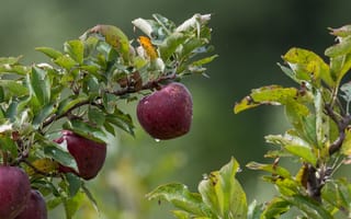 Картинка яблоко, фрукт, фрукты, ветка, лист