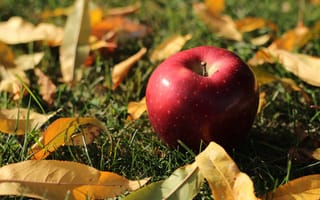 Картинка яблоко, фрукт, фрукты, лист, растение, осень