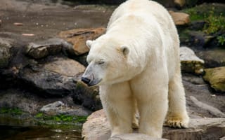 Картинка белый медведь, белый, животные, животное, природа
