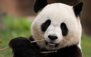 Картинка панда, медведь, животные, животное, природа, бамбук