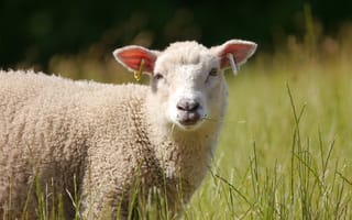 Картинка овца, ягненок, животные, животное, природа, луг, трава, растение