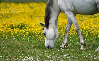 Картинка лошадь, конь, лошади, животные, белый, луг, цветок, цветущий