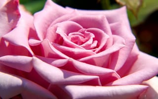 Картинка роза, цветок, цветы, растение, растения, цветочный, розовый, макро, крупный план
