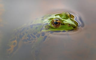 Картинка лягушка, жаба, земноводные, животные, вода