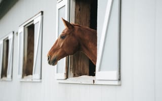 Картинка лошадь, конь, лошади, животные, коричневый, гнедой, конюшня. окно