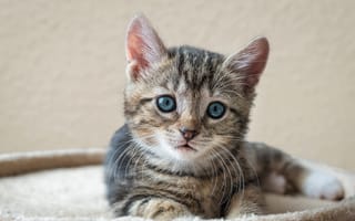 Картинка кот, кошки, кошка, кошачьи, домашние, животные, котенок, маленький, полосатый