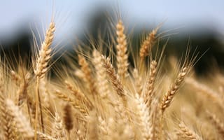 Картинка поле, природа, пшеница, колос, колосок