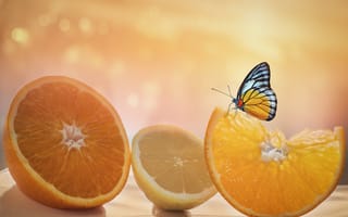 Картинка бабочка, насекомое, насекомые, природа, апельсин, цитрус, оранжевый, фрукт