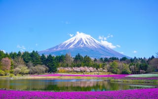 Картинка Фудзияма, Фудзи, гора, вулкан, Япония, горы, природа, цветок, цветущий