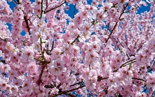 Картинка весна, весенние, время года, сезоны, сезонные, природа, вишня, цветущий, сакура, цветок, цветение, ветка, дерево