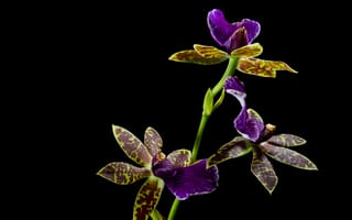 Картинка орхидея, цветок, цветы, растение, растения, цветочный, amoled, амолед, черный