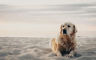 Картинка золотистый ретривер, ретривер, собака, порода, собаки, пес, животное, животные, питомец, пляж, песок, песчаный
