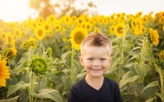 Картинка мальчик, маленький, дети, ребенок, подсолнух, цветок, поле