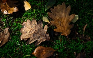 Картинка осень, осенние, время года, сезоны, сезонные, лист, растение, дуб, дубовый, листья, листва