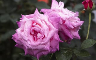 Картинка роза, цветок, цветы, растение, растения, цветочный, розовый, роса, влажный, капли, капля росы