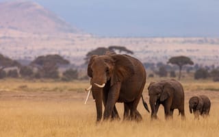 Картинка слон, животное, животные, природа, саванна, сухая, Африка, африканская