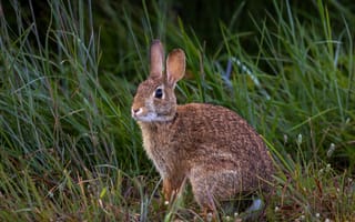 Картинка заяц, кролик, животные, животное, природа, трава, растение
