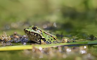 Картинка лягушка, жаба, земноводные, животные, озеро, пруд, вода