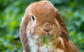 Картинка кролик, животные, животное, природа, трава, растение