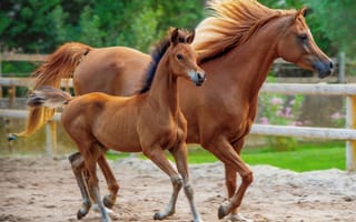 Картинка лошадь, конь, лошади, животные, коричневый, гнедой, жеребенок, маленький, бег