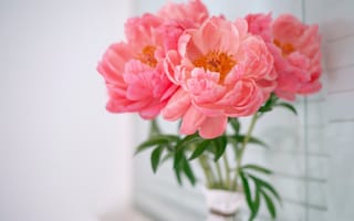 Картинка пион, цветок, цветущий, цветы, растение, растения, цветочный, букет, ваза, розовый