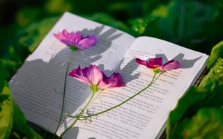 Картинка цветок, цветы, растение, растения, цветочный, космея, книга