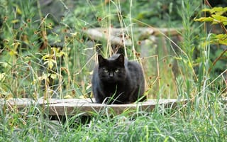 Картинка кот, кошки, кошка, кошачьи, домашние, животные, черный, трава, растение