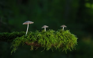 Картинка природа, ветка, мох, гриб