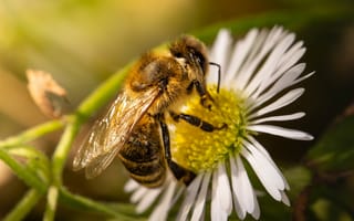 Картинка пчела, насекомое, насекомые, природа, цветок, цветущий, ромашка, макро, крупный план