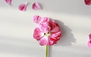 Картинка ранункулюс, лютик, цветок, цветы, растение, растения, цветочный, лепесток, лепестки, розовый