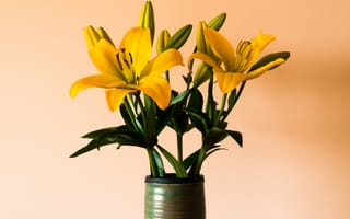 Картинка лилия, цветок, цветы, растение, растения, цветочный, желтый, ваза