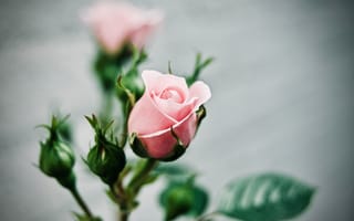 Картинка роза, цветок, цветы, растение, растения, цветочный, розовый